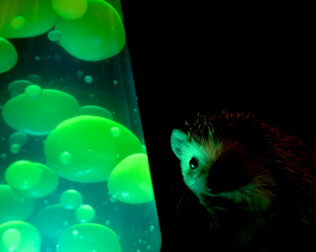 Low key grooviness, man.