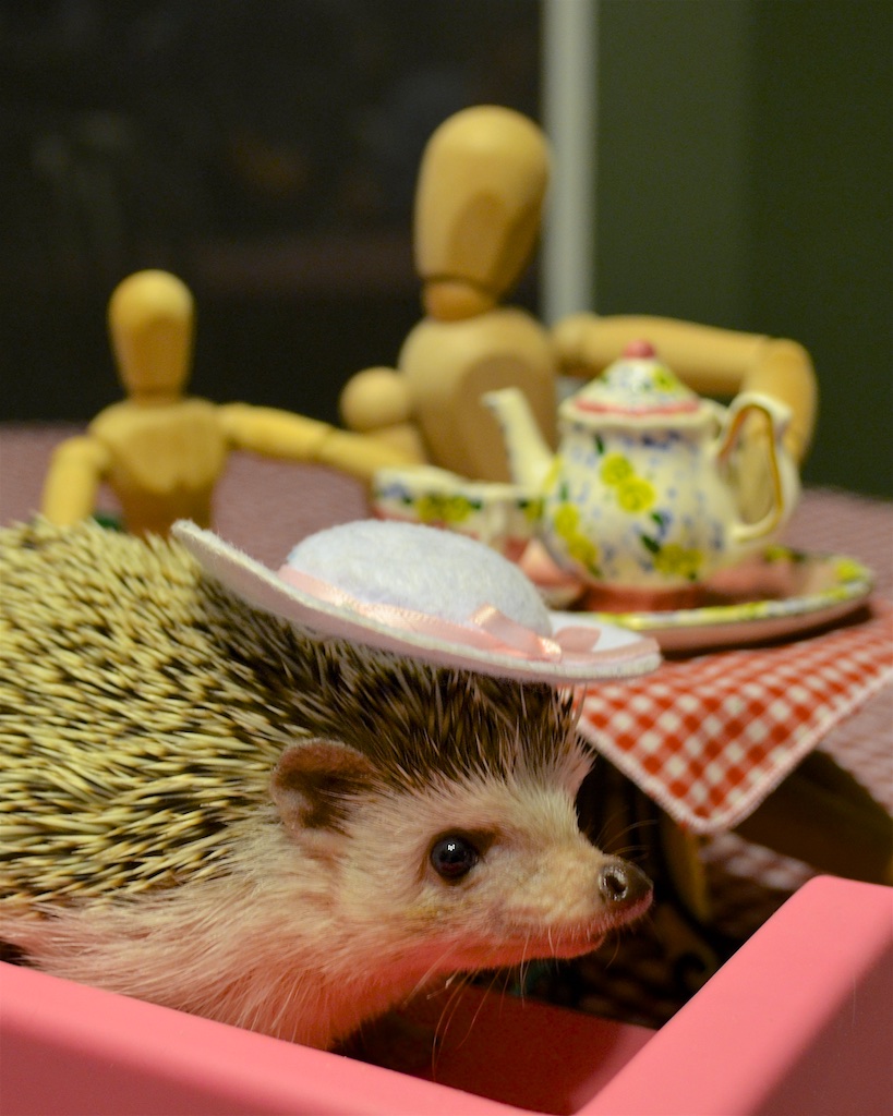Princess Pricklepants wearing a nice hat at her tea party.