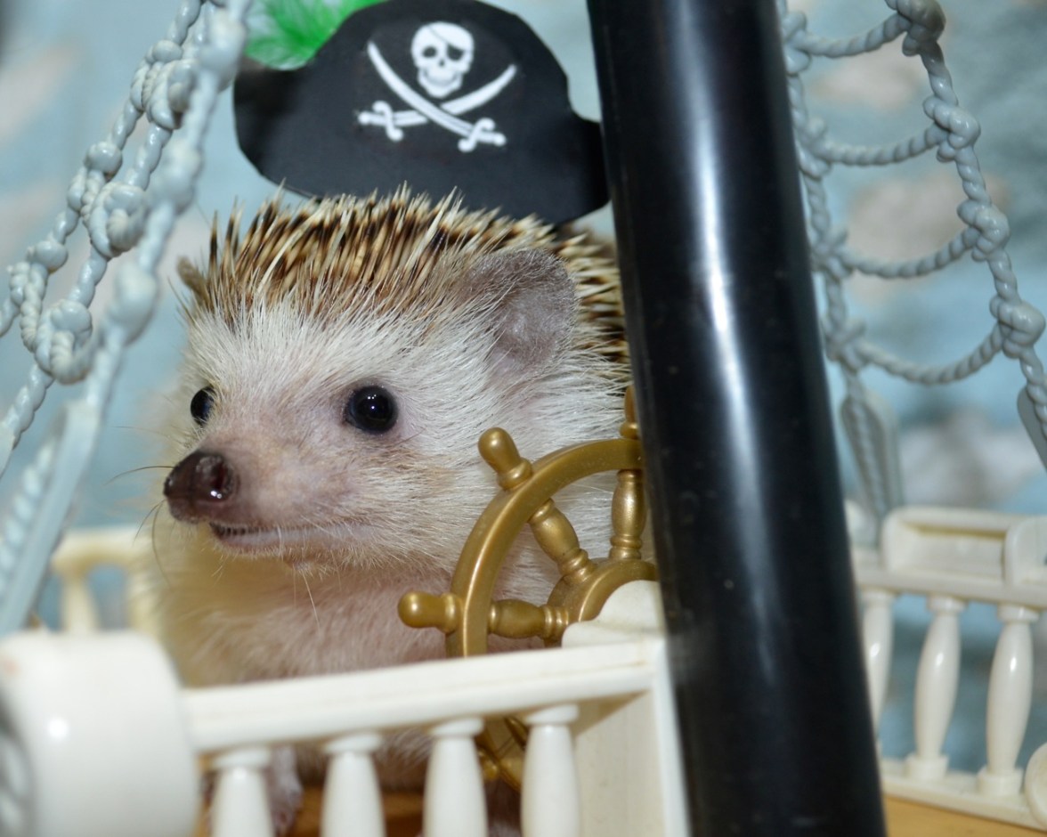 hedgehog pirate