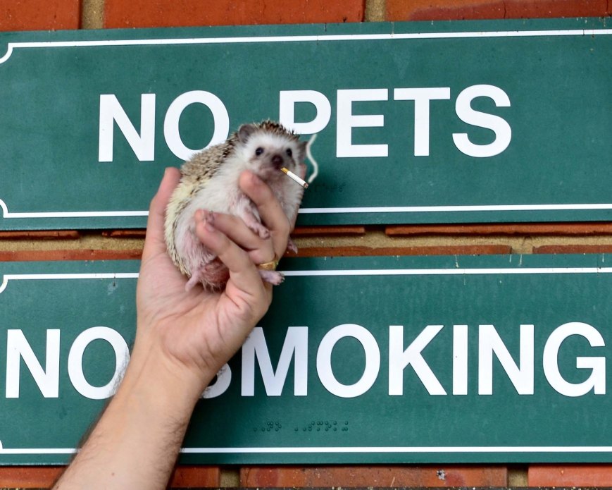 No Pets! – Version 2