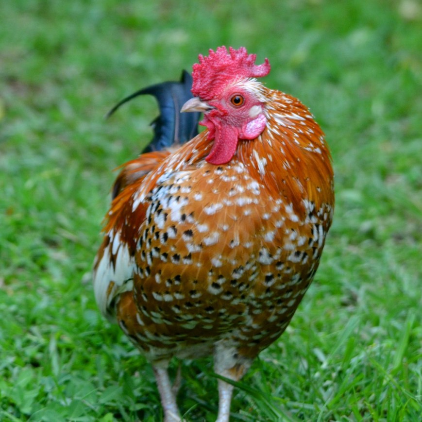 One of many chickens