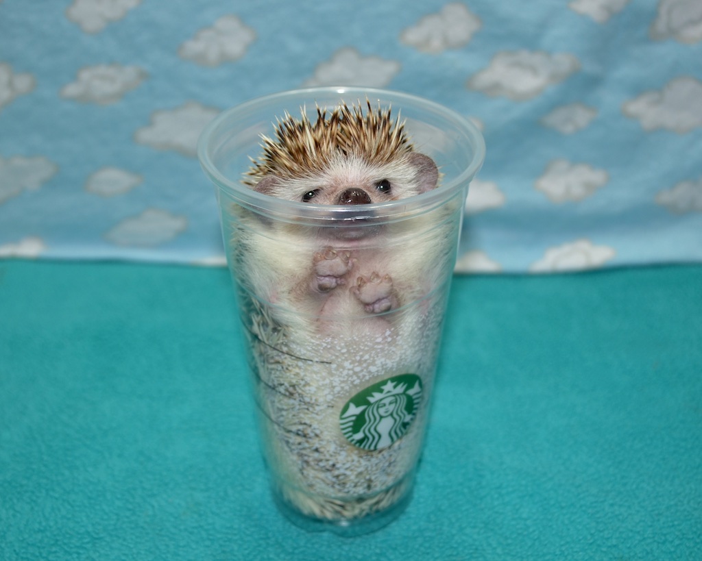 hedgehog in starbucks cup