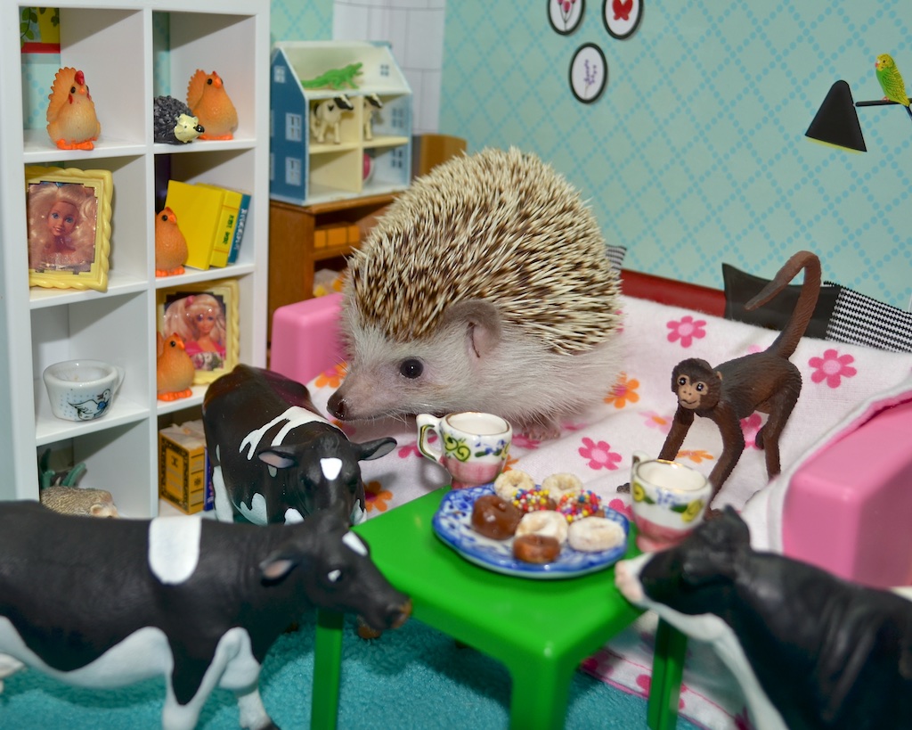 the meeting of cow, monkey, hedgehog