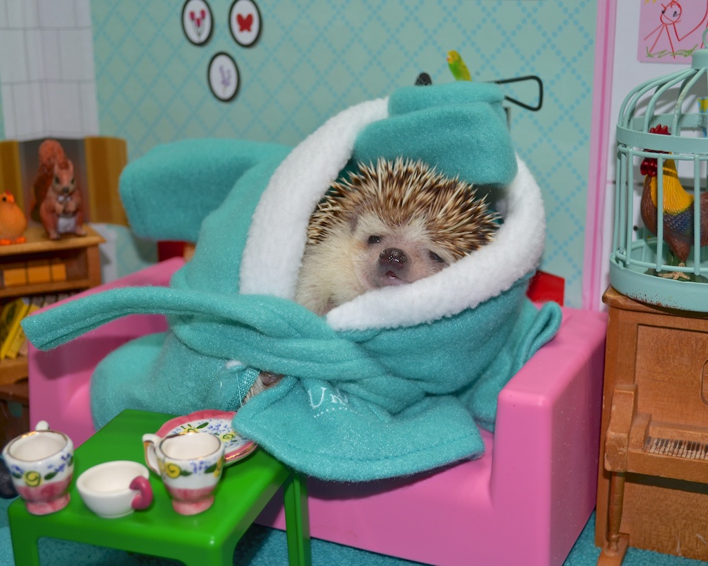hedgehog hating mornings