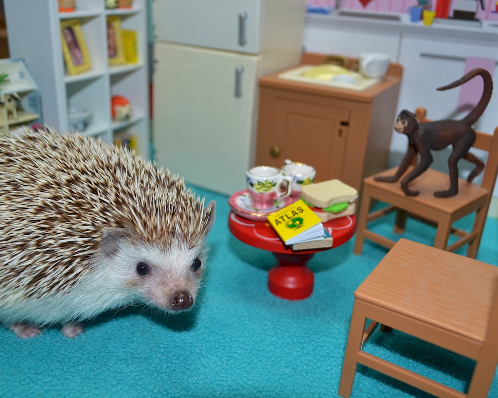 hedgehog making travel plans