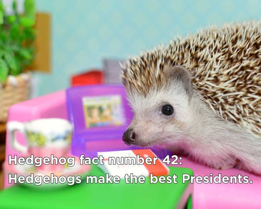 hedgehog_fact