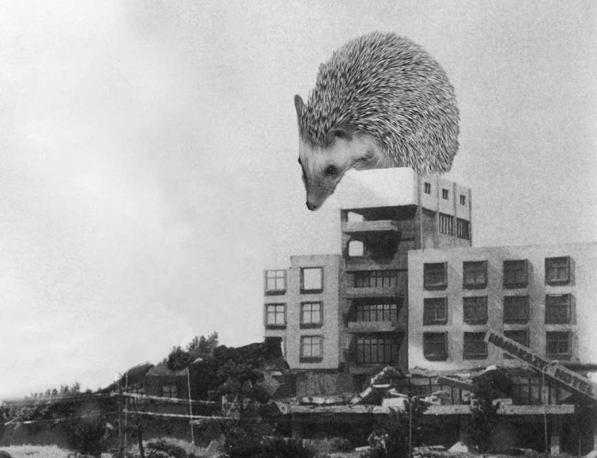 baby_hedgezilla.jpg