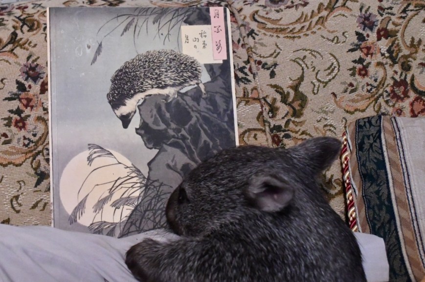 Molly Likes the Princess Notebook.jpg